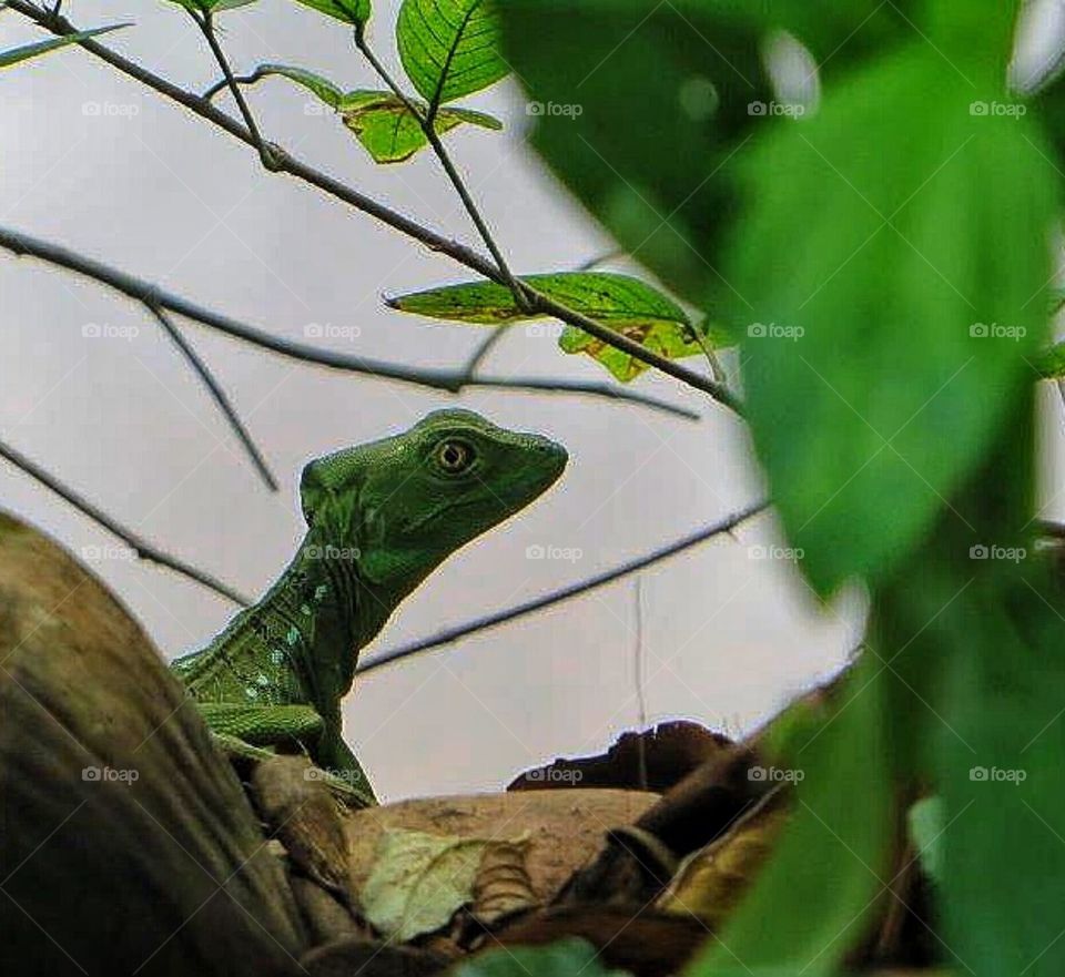 Lizard in the green