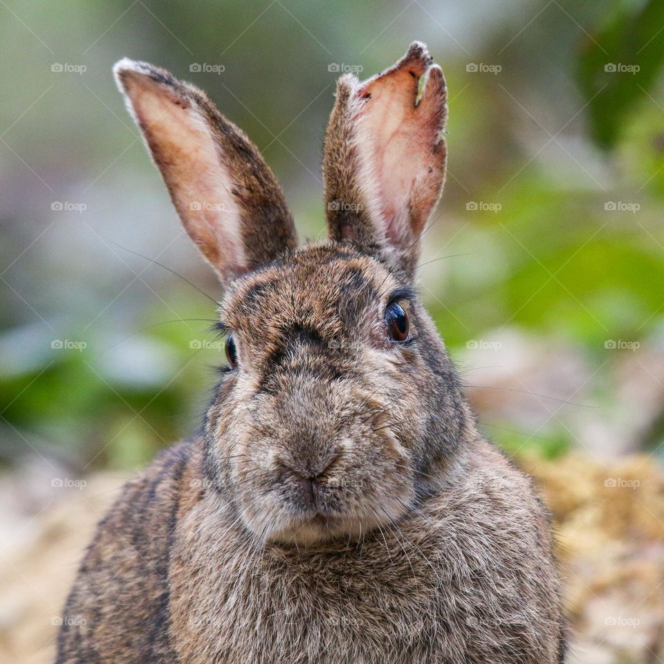 Hare in the forest