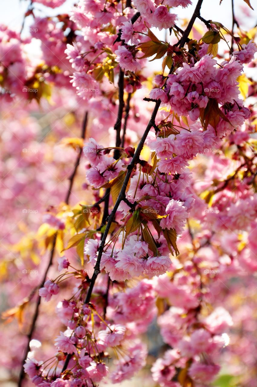 Cherry blossoms in spring