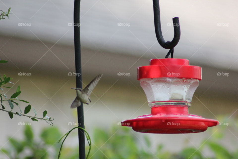 Hummingbird Away