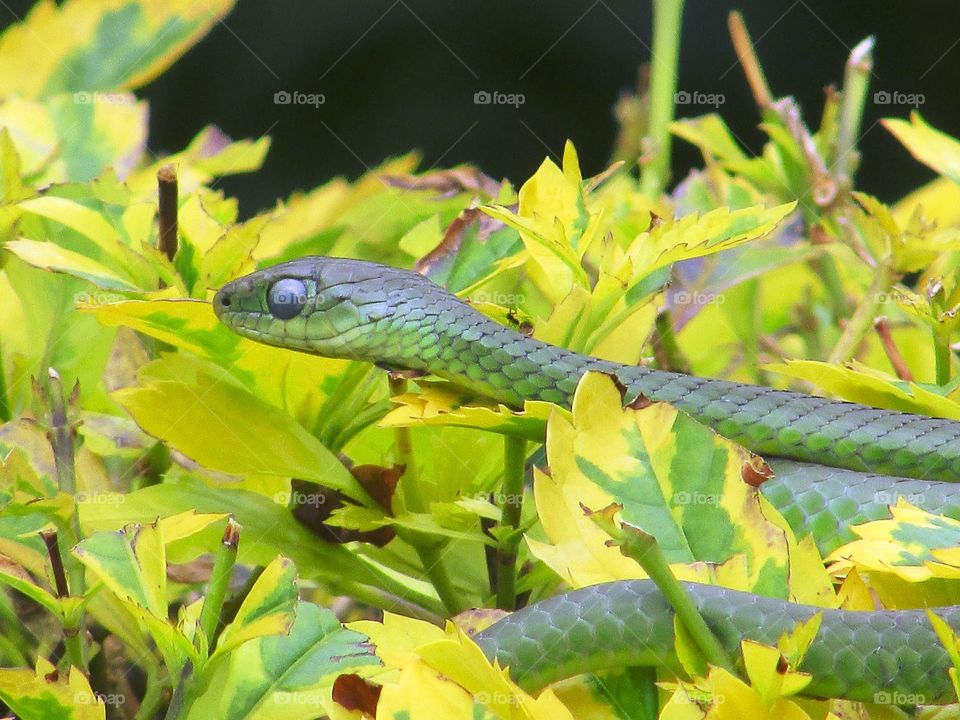 green snake in the garden Rwanda
