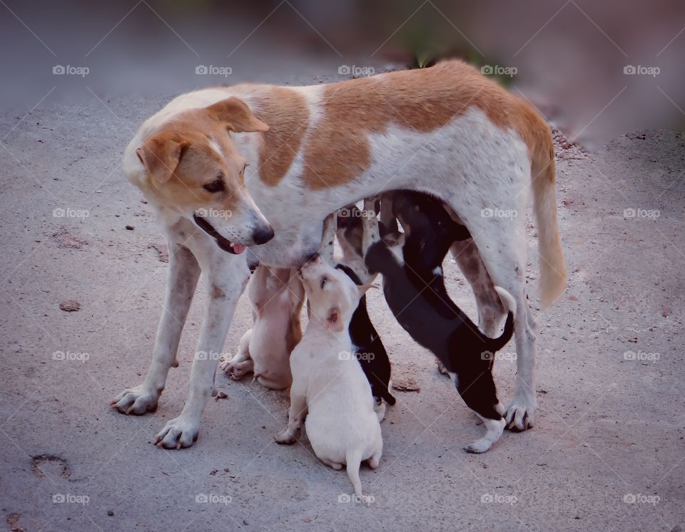 Close-up of dog breastfeeding