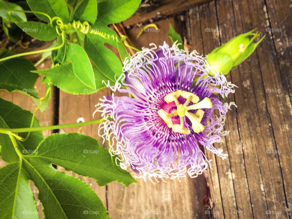 Passion Flower: unusual purple bloom