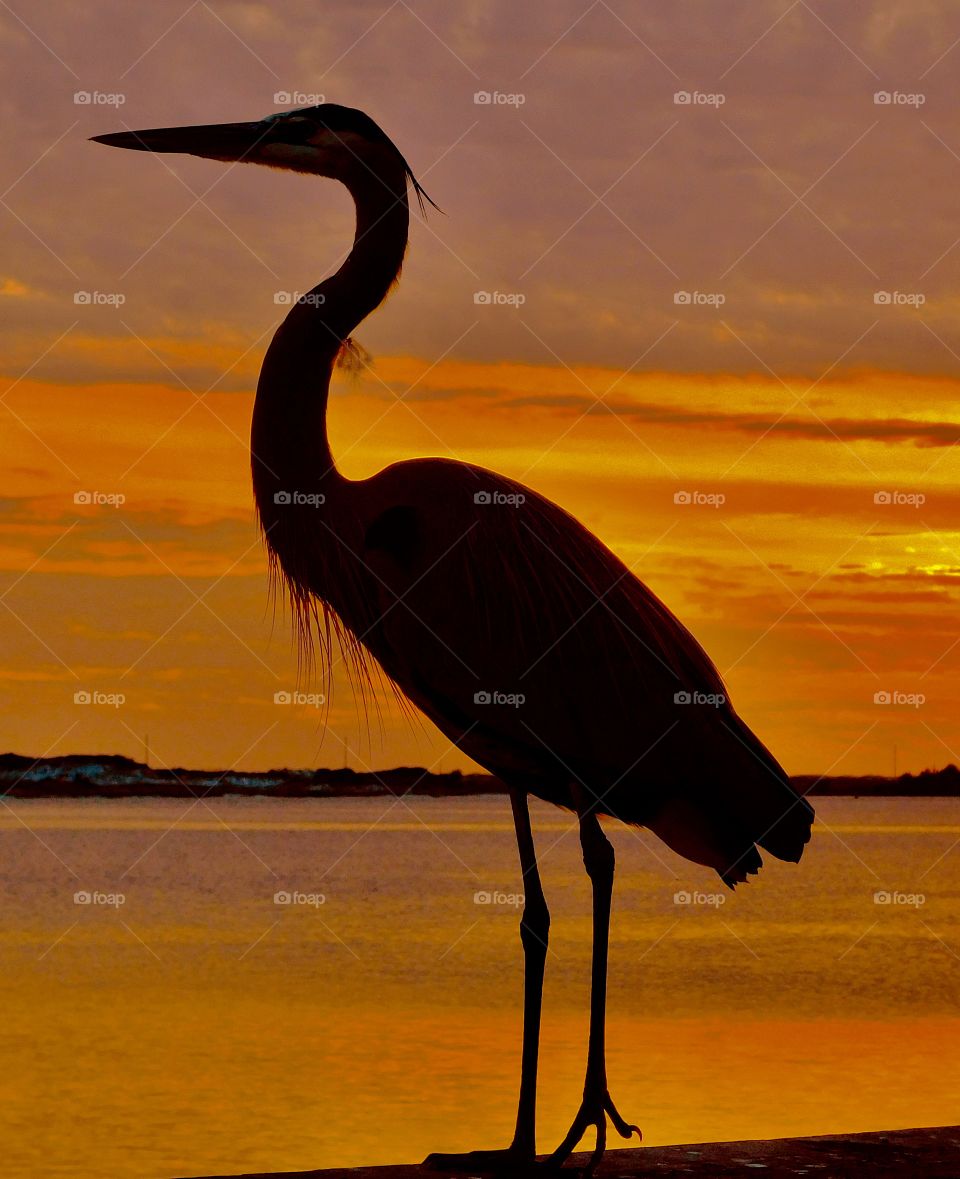 Great Blue Heron basking in the sun