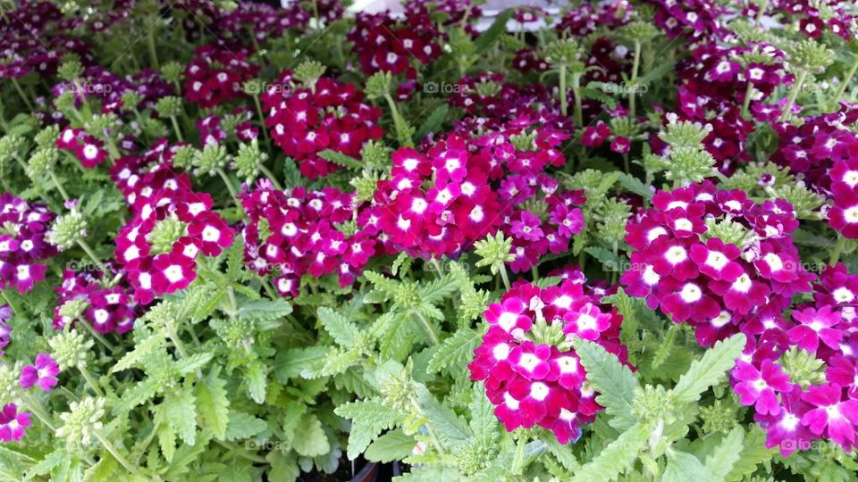 Summer blooms. Garden