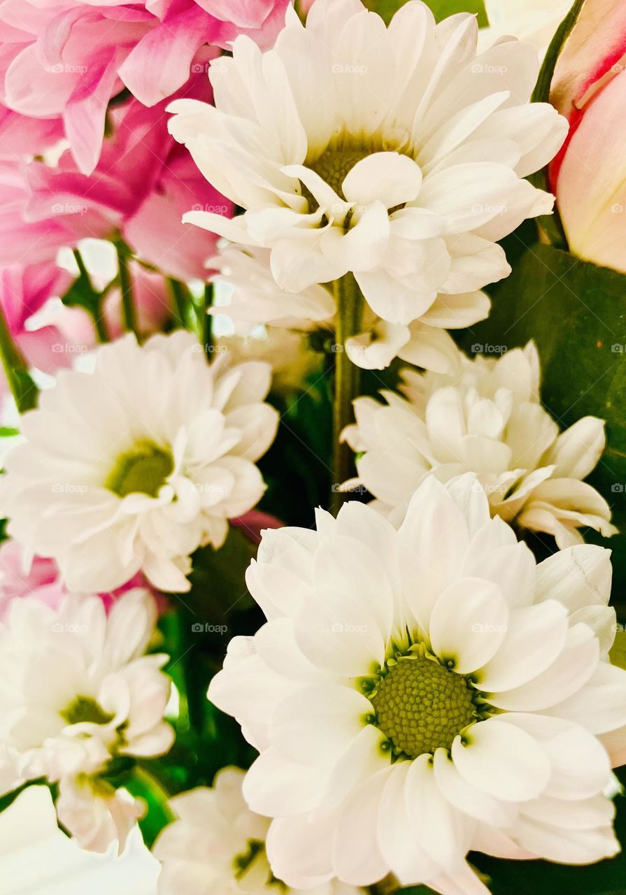Bunch of pretty white and pink flowers close up, with green centres. Petal detail highlighting the natural patterns in nature.