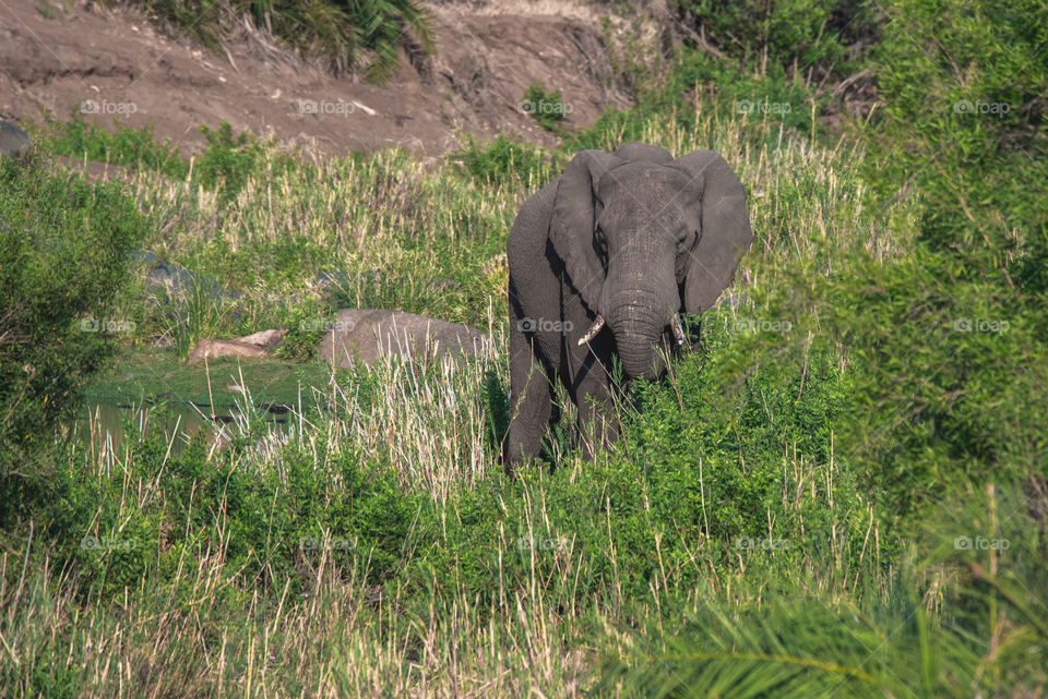African elephant in the olifants river