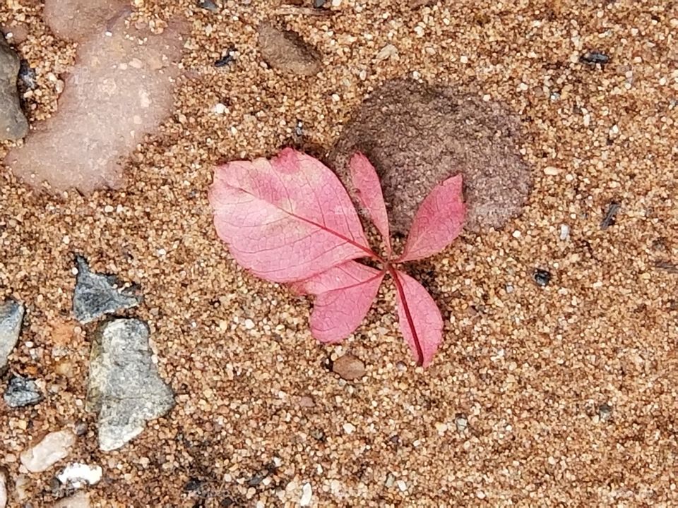 red leaf in the sand
