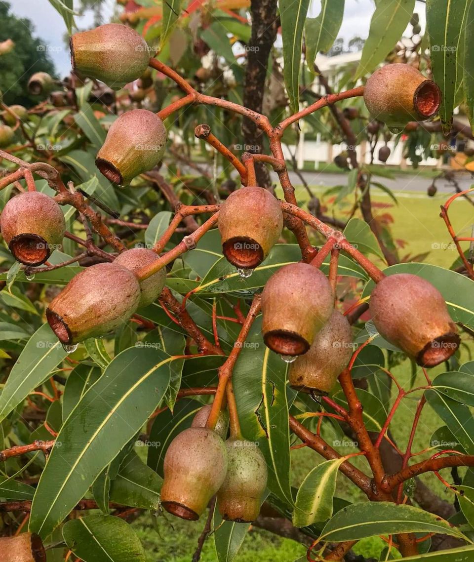 "multiverse" Australian native Eucalyptus gum nuts dripping water drops