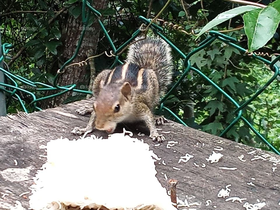 Breakfast time of squirrel