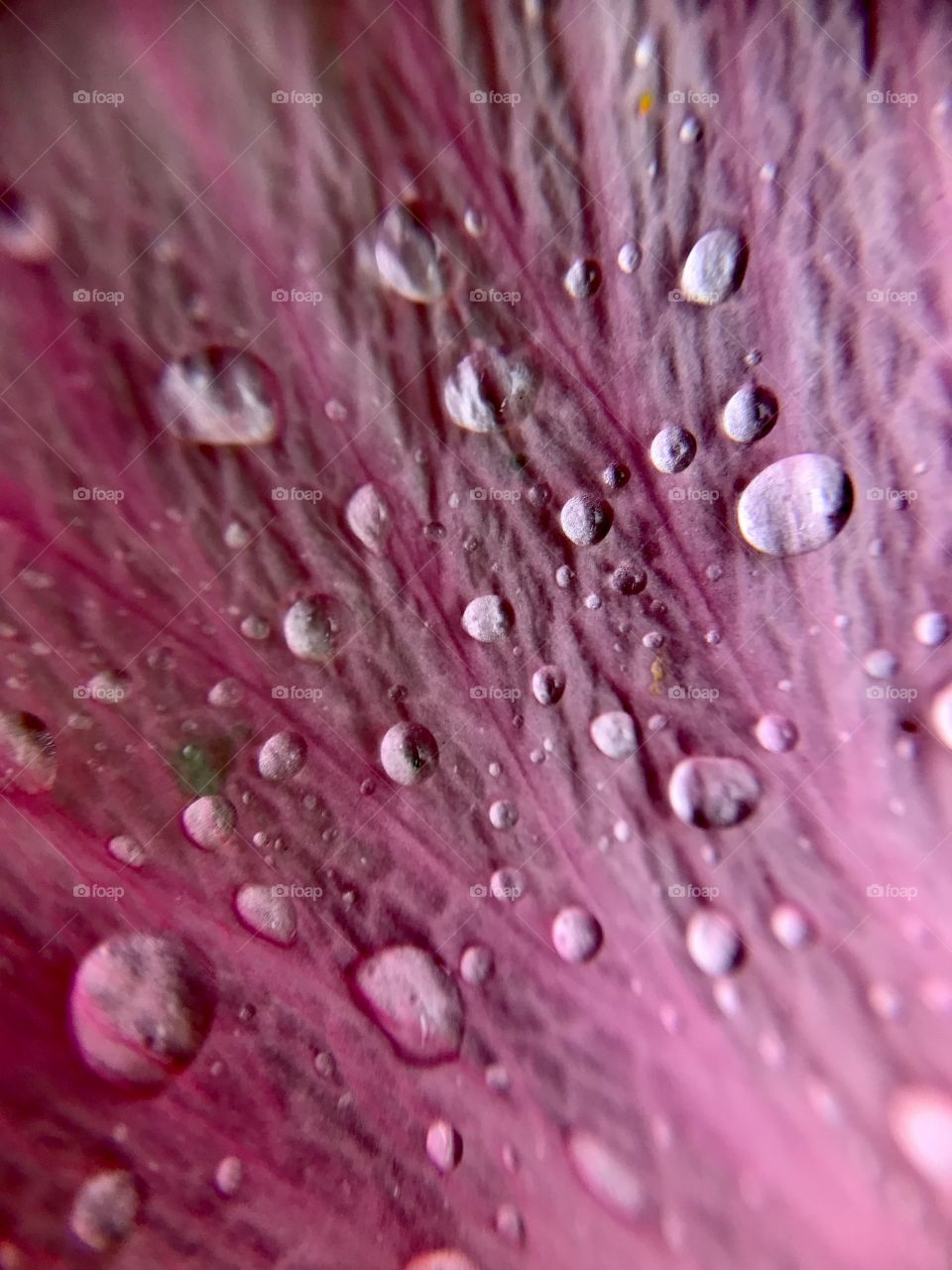 Pink pedals with water droplets