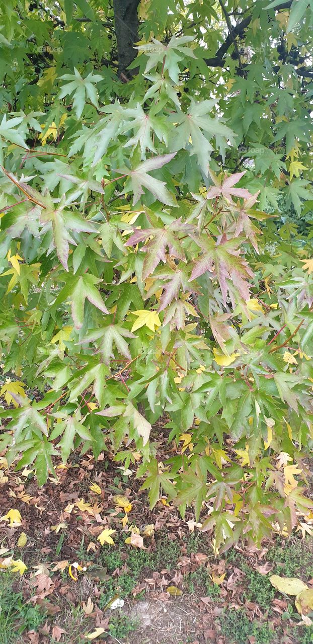 leaves on the tree