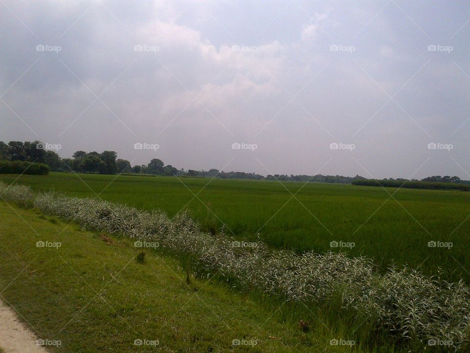 Landscape, No Person, Agriculture, Field, Grass