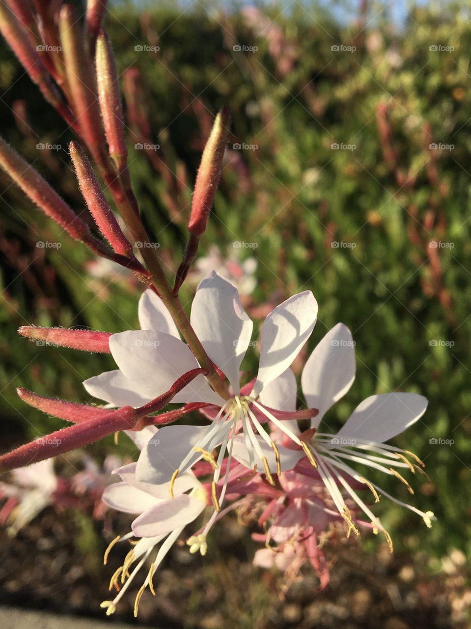 Details of flower in evening light