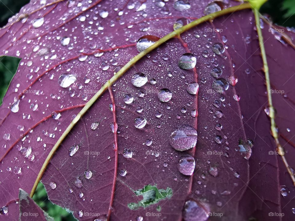 wet leaf after rain