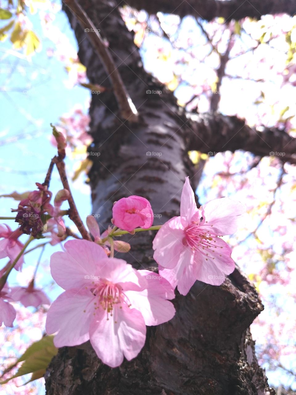 spring cherry blossom