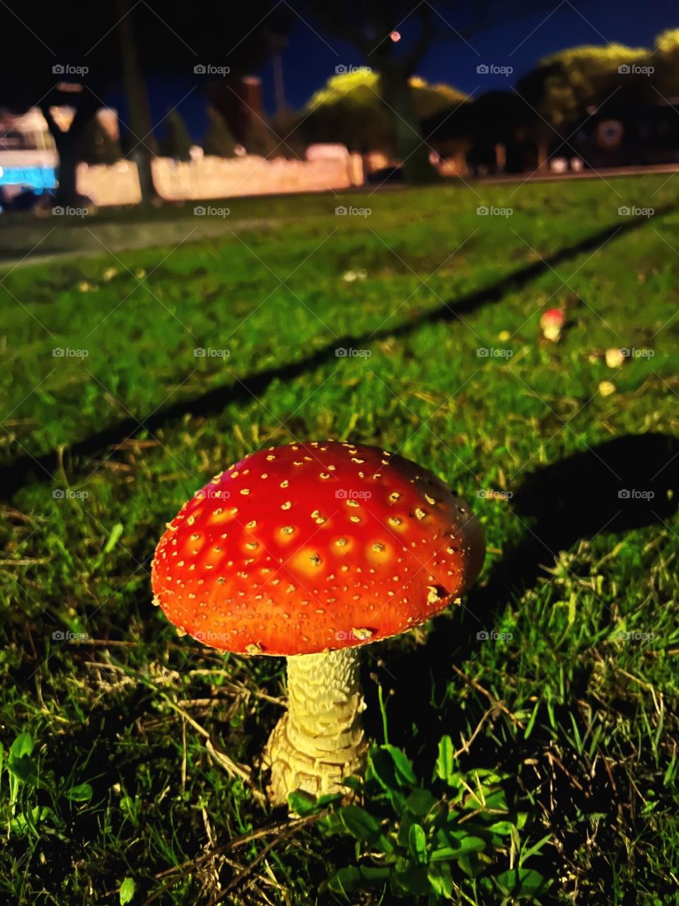 Red and big poisonous death cap