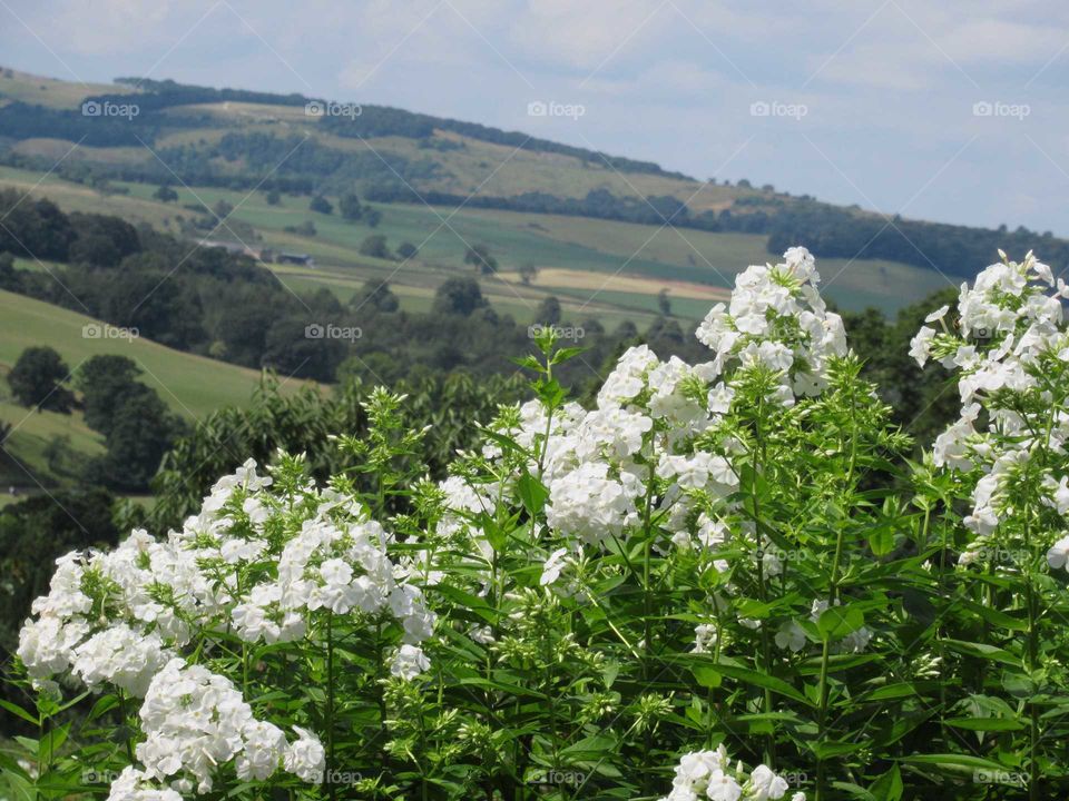 view taken from chatsworth house garden overlooking Derbyshire dales with white phlox in bloom