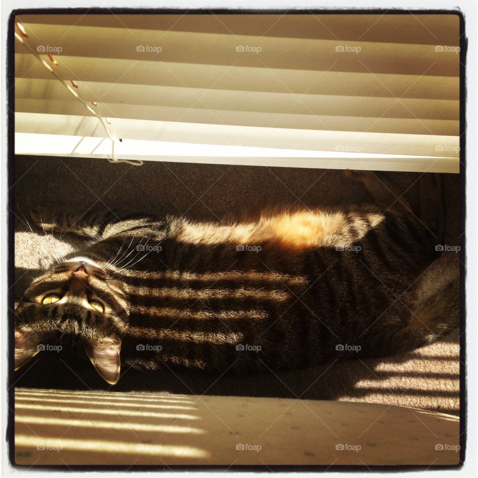 Sunbathing . Silly cat