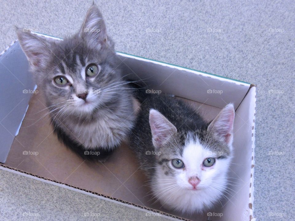 Two kittens