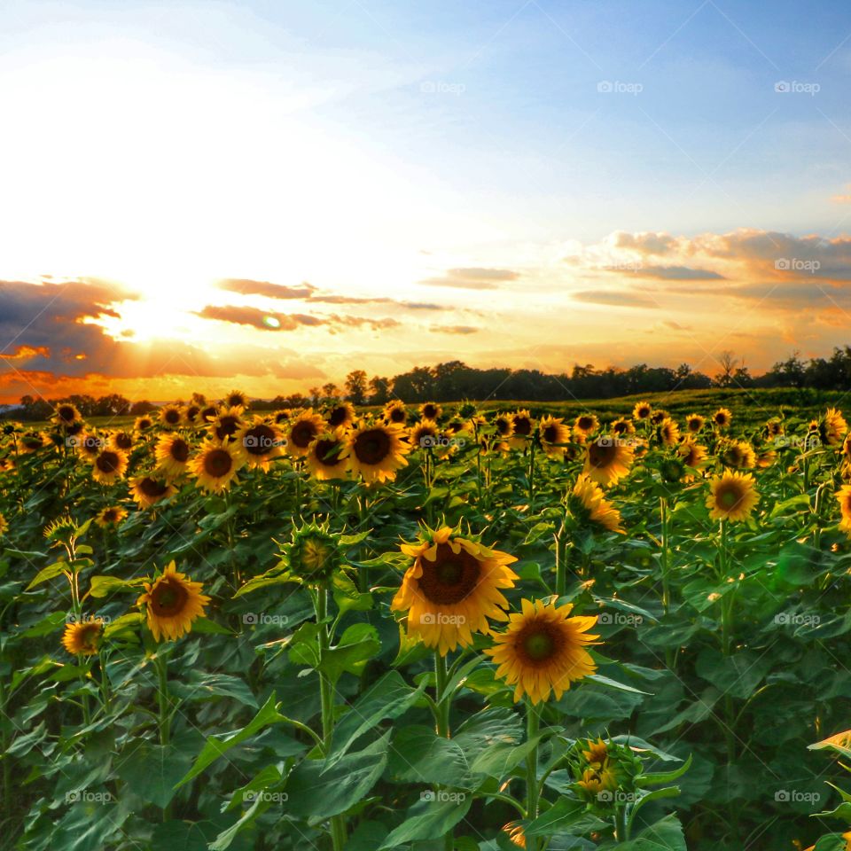 sunflowers at sunset