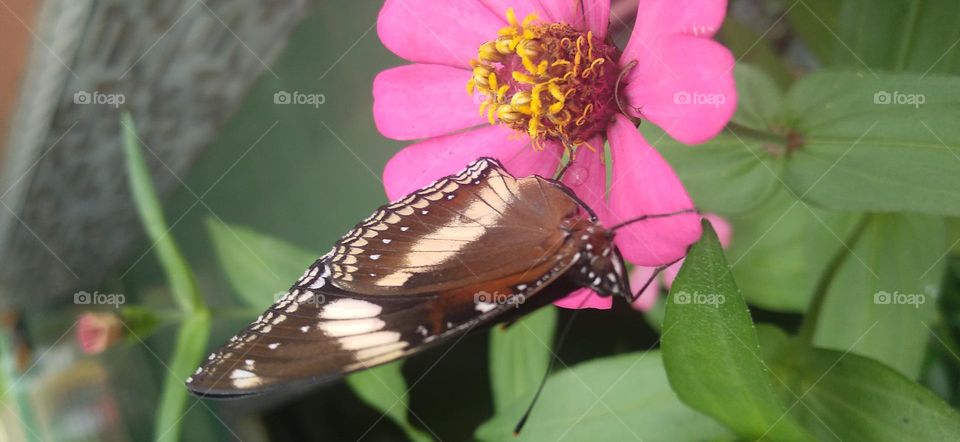 Beautiful butterfly on the flower