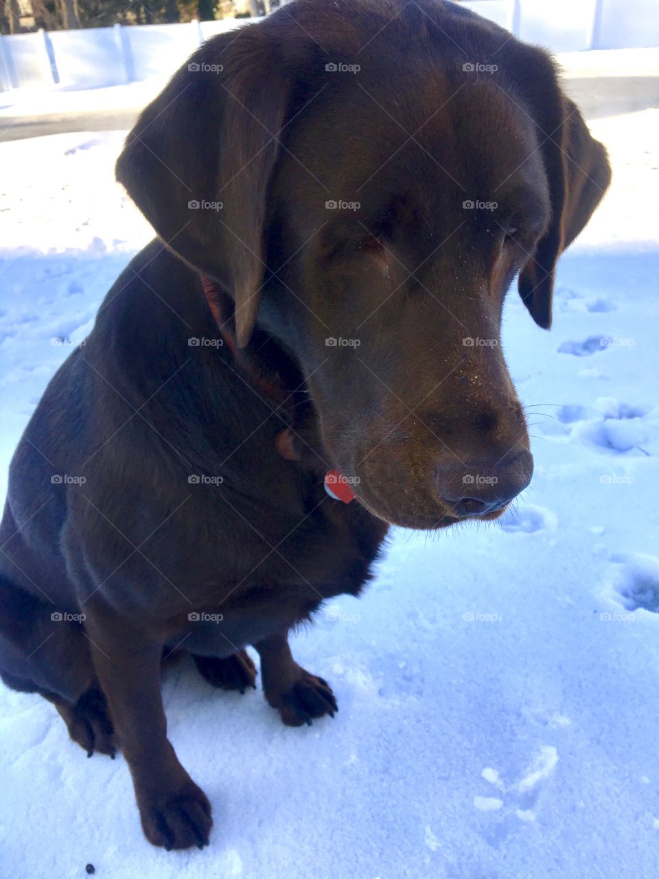Snow and a chocolate lab