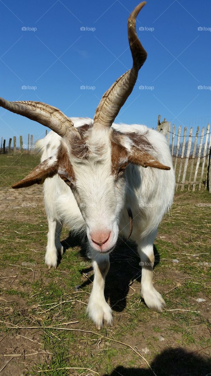 goat's face