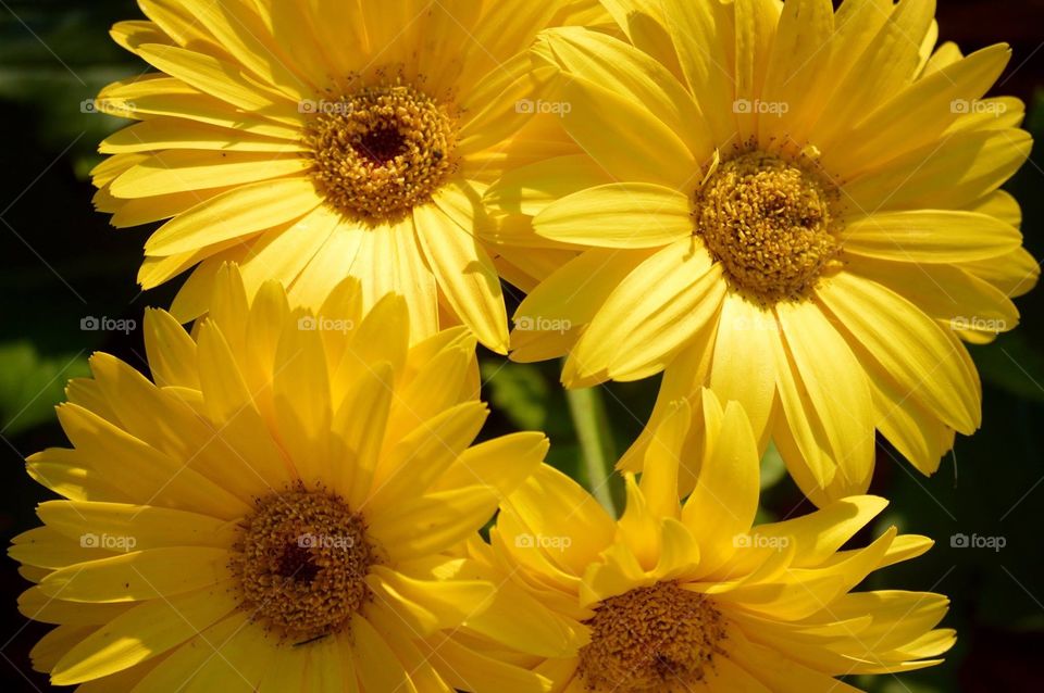 Yellow Gerbera daisies