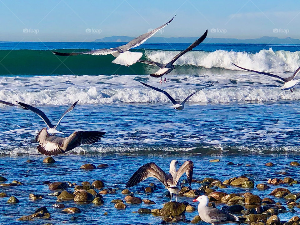 Foap Mission Editor’s Choice! Birds In Flight Over The Southern California Coastline!