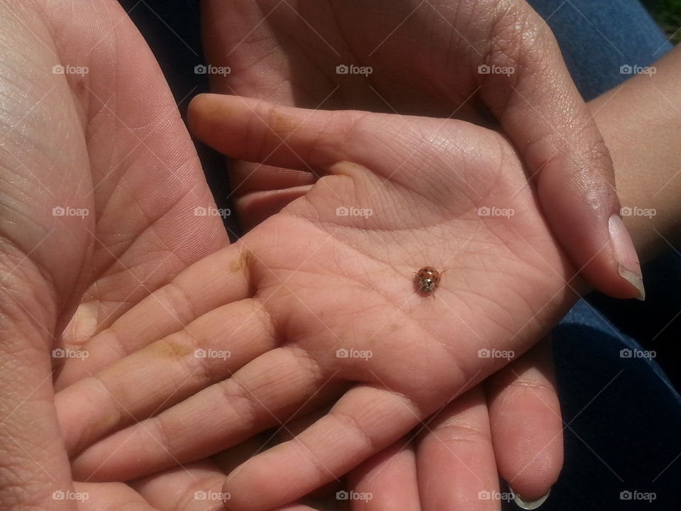 Ladybug in the Hand. found a ladybug