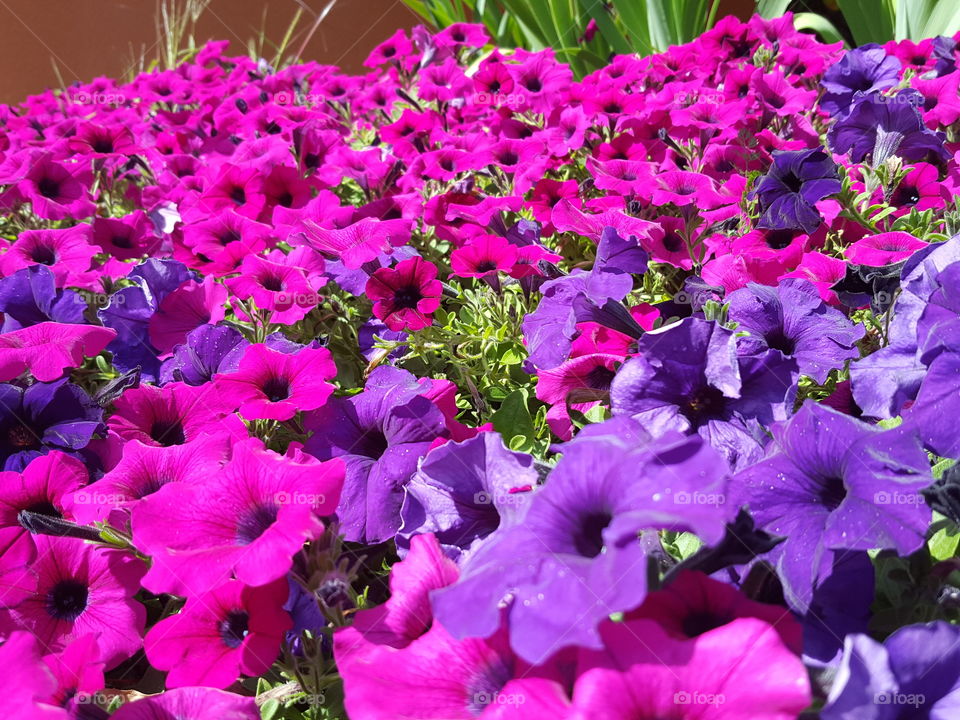 petunias