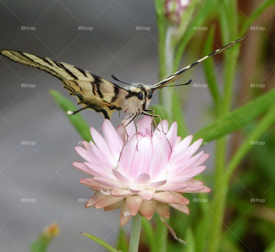 Butterfly and flower