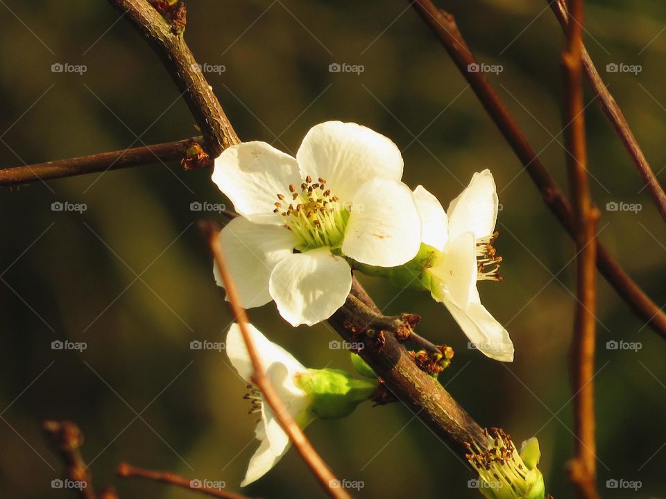 Japanese apple tree