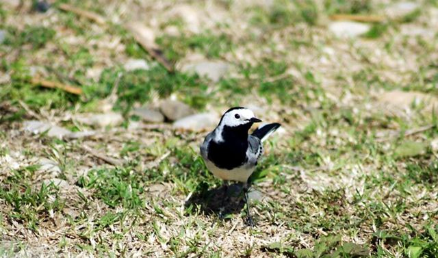 bird