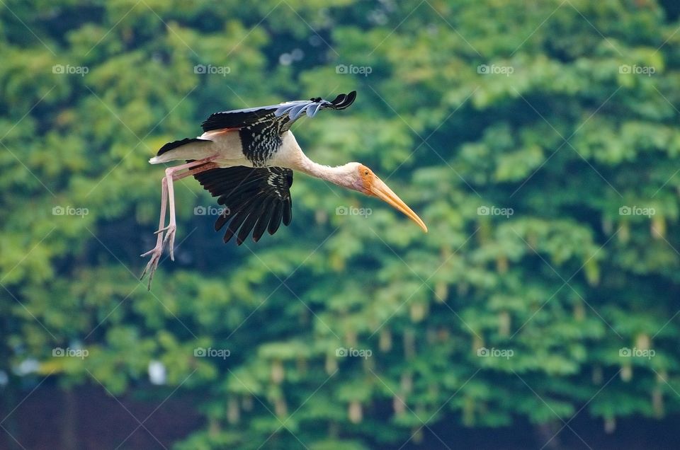 Stork gliding in for water landing