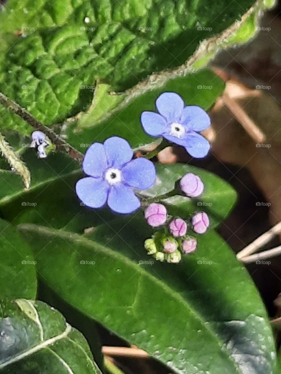 pink buds and blue little flowers of brunnera