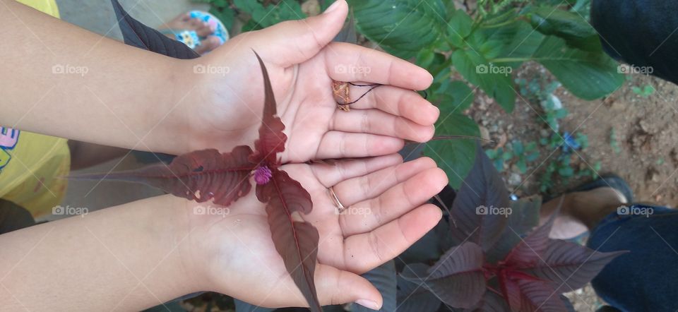 Flowers in the palms