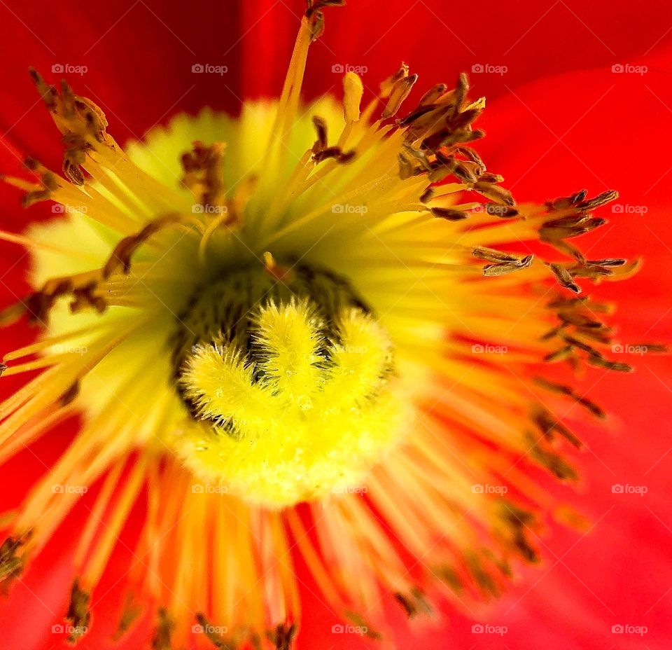 Foap Mission! Bright And Beautiful Macro Shot Of A Unique Yellow And Red Flower!