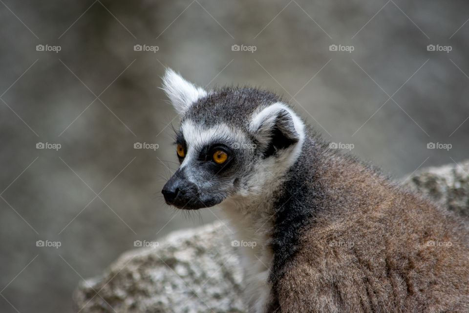 profile of ring tailed lemur