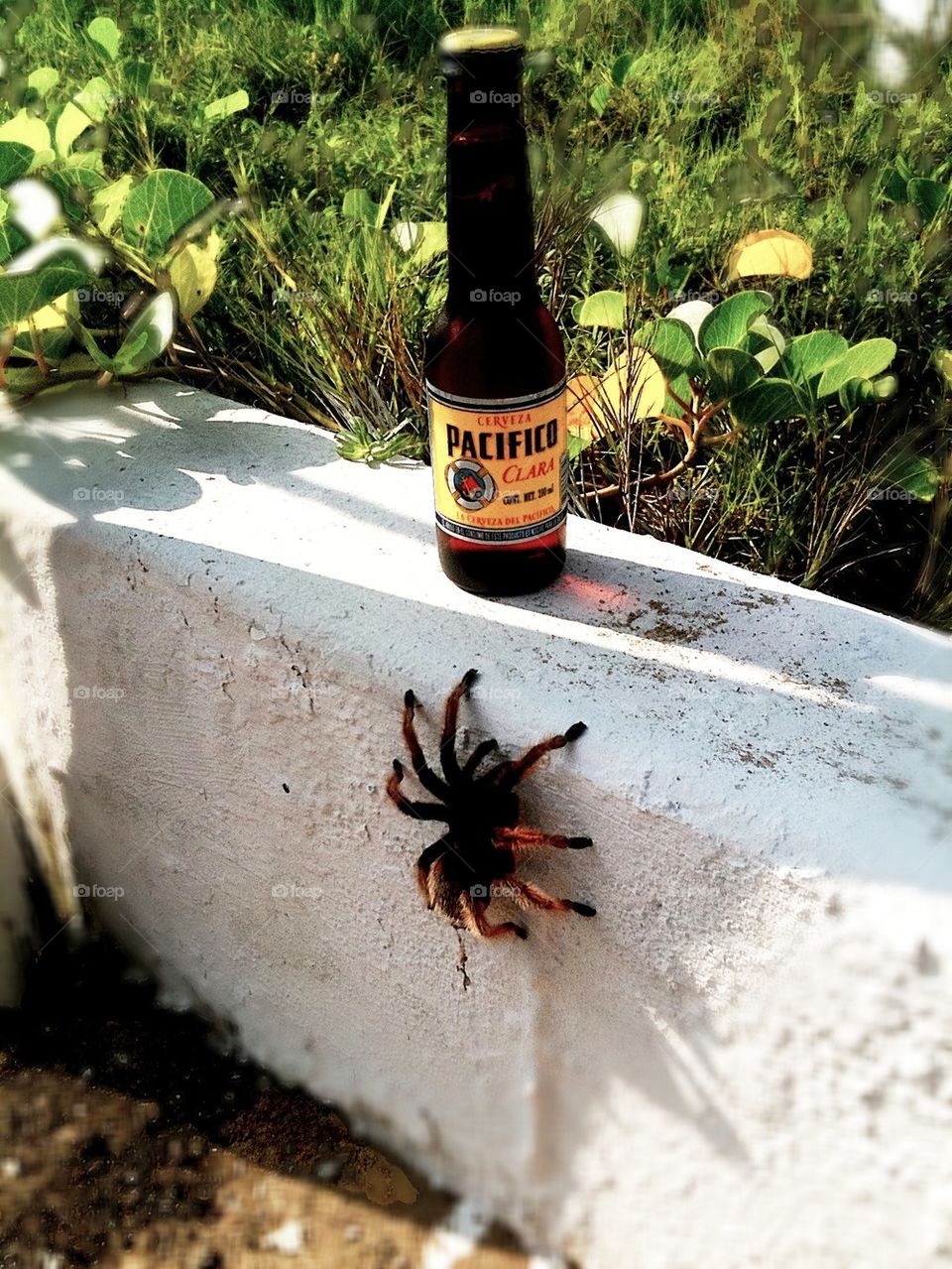 Spider getting beer