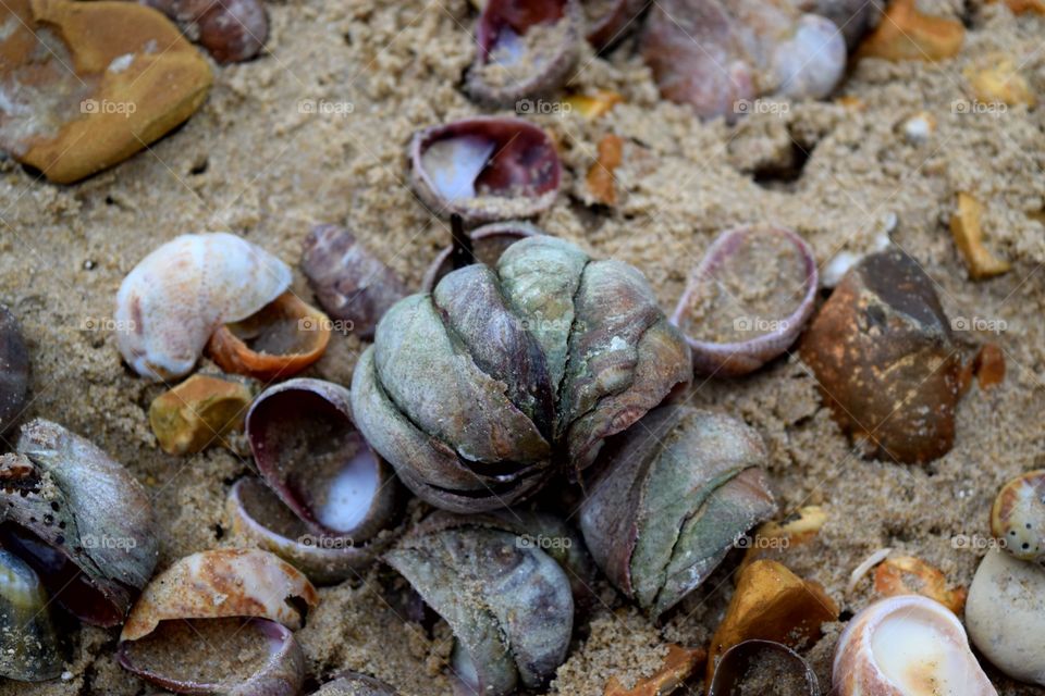 Shells in wet sand