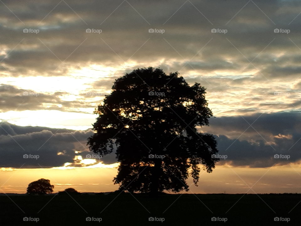 No Person, Sunset, Dawn, Sun, Tree