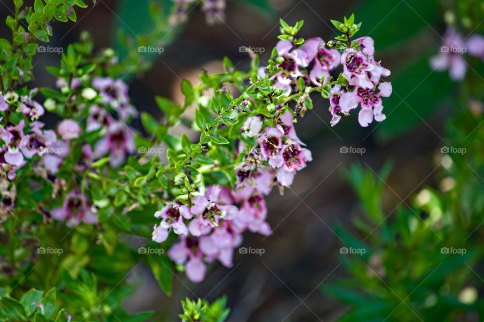 Small lavender beauties