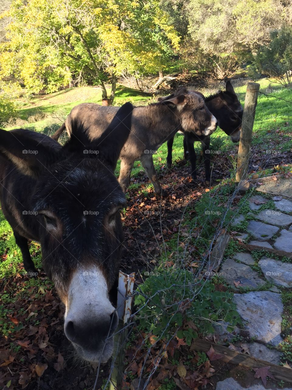 Hungry donkeys waiting