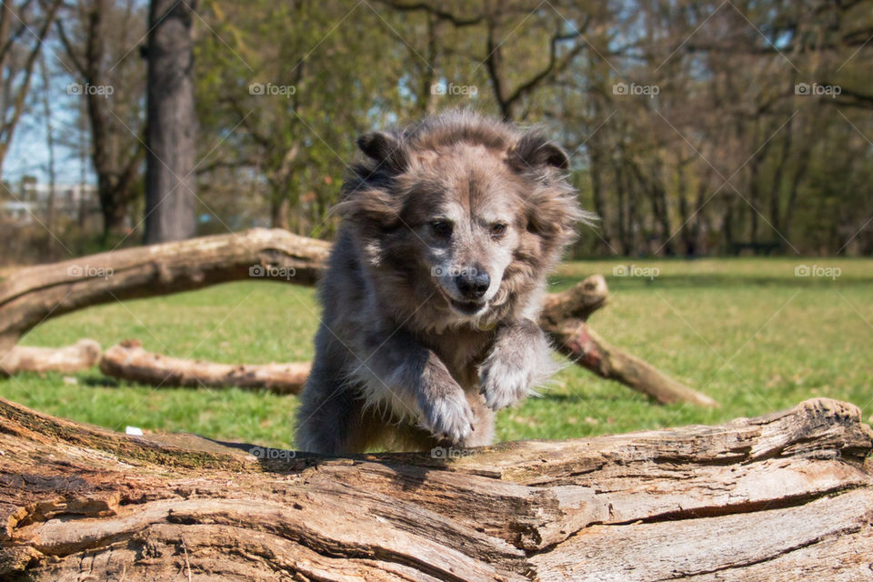 Dog leaping over tree stump