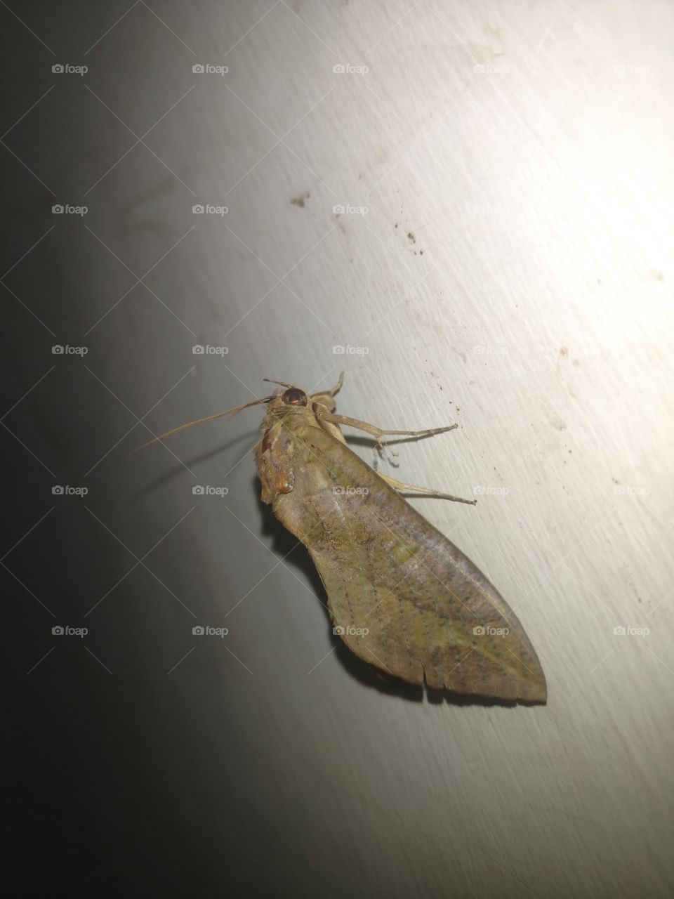moth