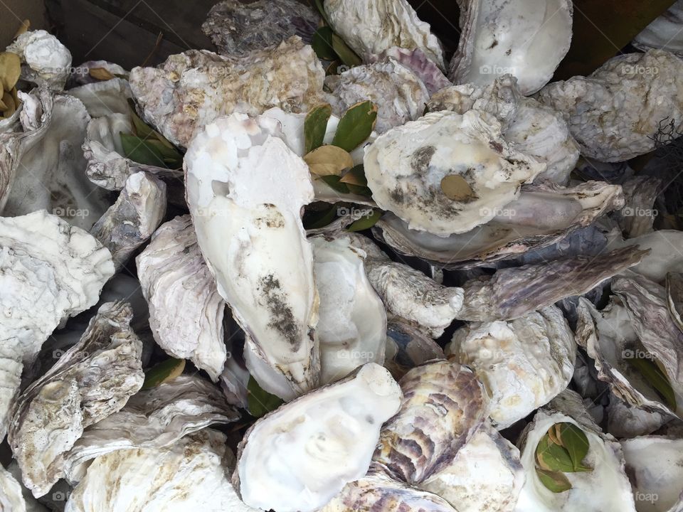 High angle view of sea shells