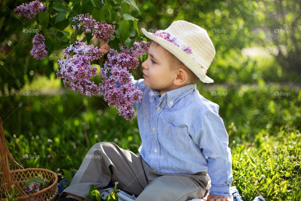 lilac in bloom