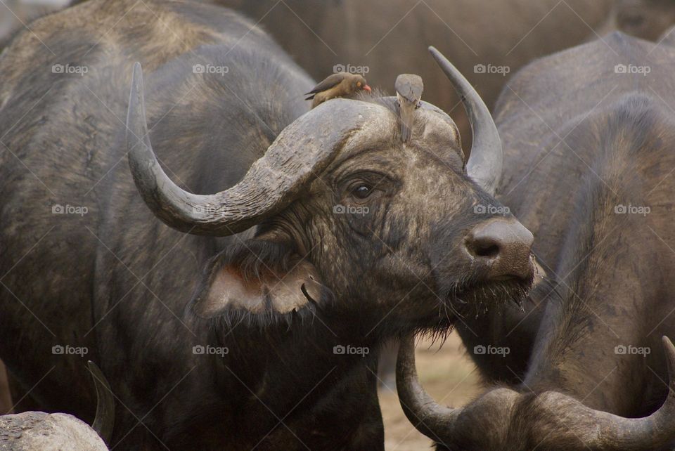 A buffalo 